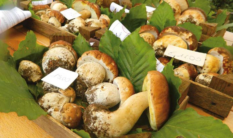 fiera del fungo giaveno Sagritaly | Fungo in Festa