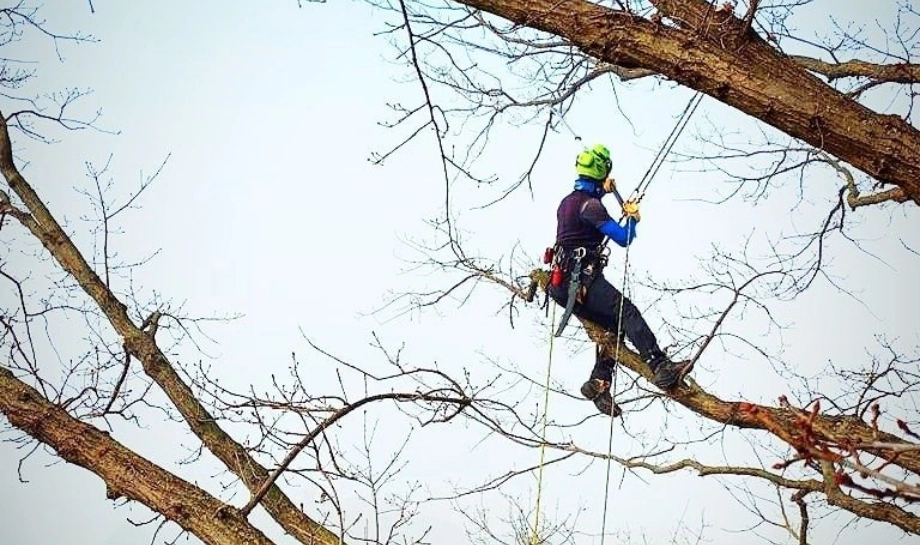 Sagritaly | Eccellenze Azienda Abies Garden Tree Climbing