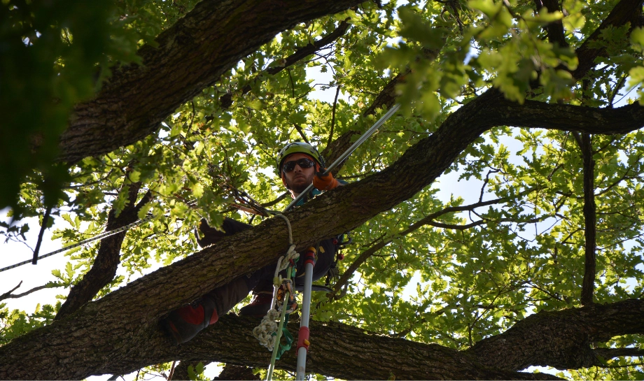 Sagritaly | Eccellenze Azienda Abies Garden Tree Climbing