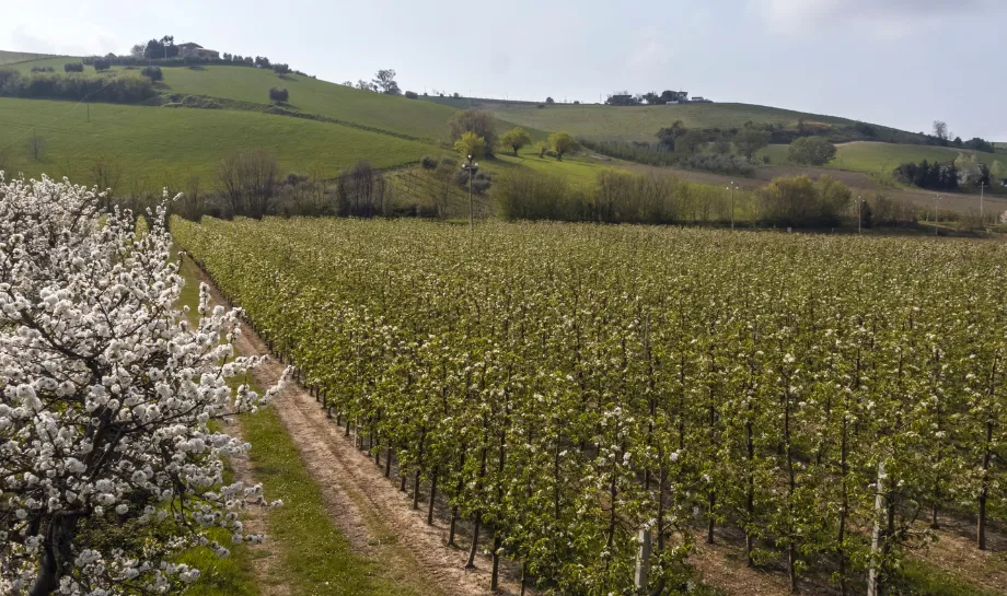 Sagritaly | Eccellenze Azienda Agricola Ferracuti