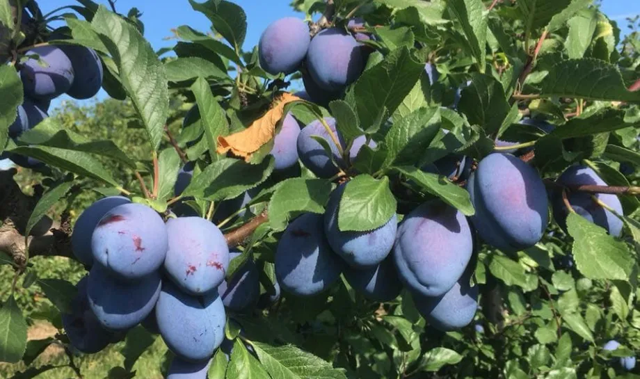 Sagritaly | Eccellenze Azienda Agricola Ferracuti