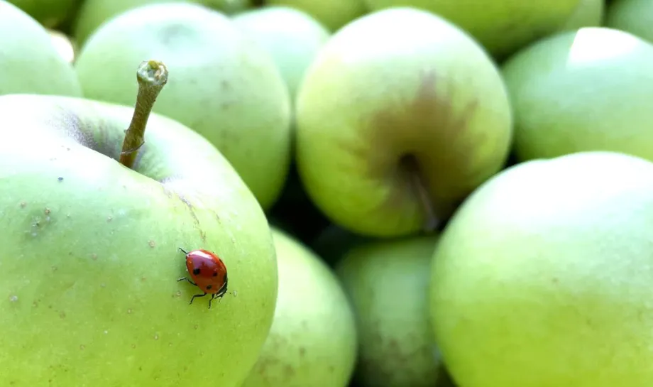 Sagritaly | Eccellenze Azienda Agricola Ferracuti